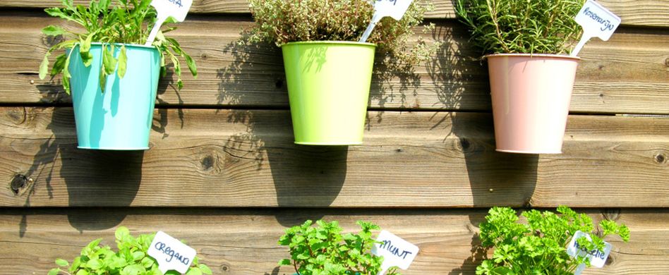 Kräuter anpflanzen: Welche Küchenkräuter passen wozu?