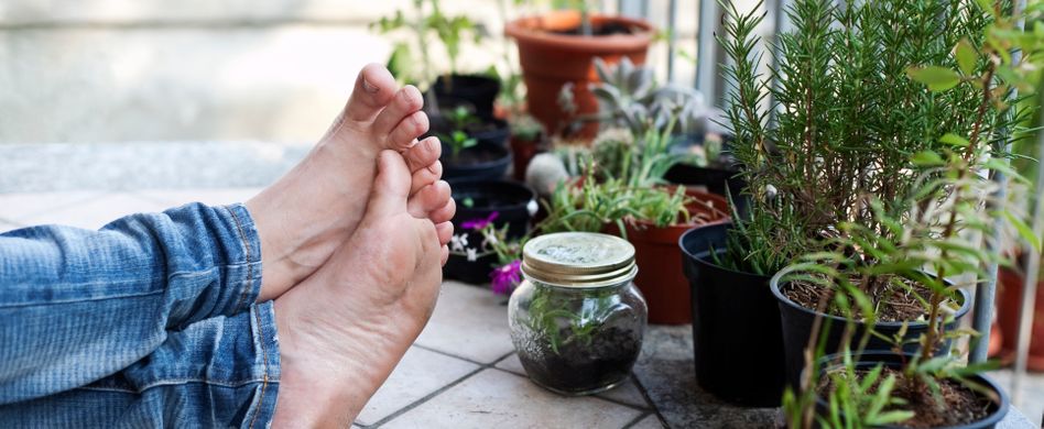 Kräuter pflanzen, pflegen und ernten