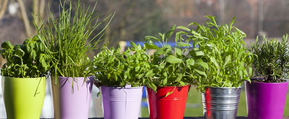 Kräuter pflegen und ernten: Tipps zu Minze, Thymian, Rosmarin und Basilikum
