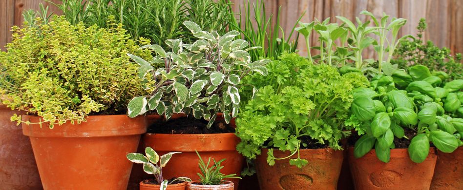 Kräuter überwintern: Thymian, Petersilie und Co. im Winter