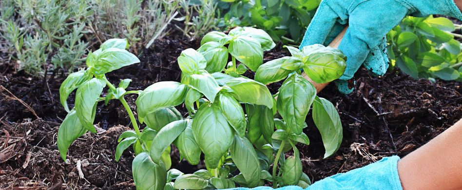 Kräutergarten anlegen: Die richtige Planung ist alles