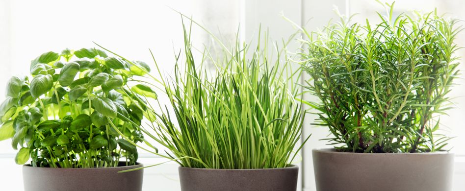 Küchenkräuter-Pflege: So gedeihen Thymian, Minze und Co. im Topf