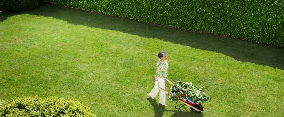 Laubhecke - die richtige Auswahl treffen