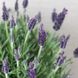 Lavendel schneiden: So bewahren Sie die Blütenpracht