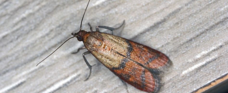 Lebensmittelmotten erkennen: Die Spuren der Schädlinge