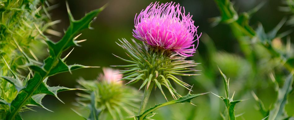 Leber entgiften: So geht es auf natürlichem Weg