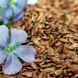 Leinsamen: Wirkung und Anwendung bei Verdauungsbeschwerden