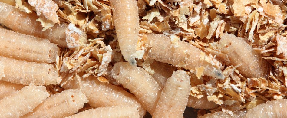 Maden in der Mülltonne bekämpfen und vorbeugen