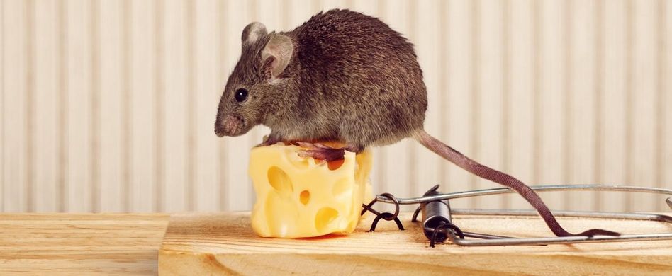 Mäuse im Haus erkennen: Das weist auf die Nager hin