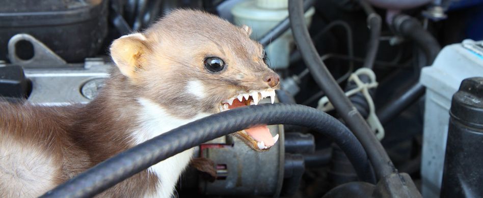 Marder im Auto: Schluss mit Revierkämpfen unter der Motorhaube
