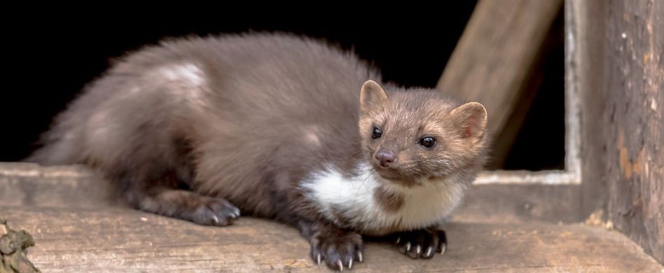 Marder vertreiben: Den umtriebigen Untermieter loswerden