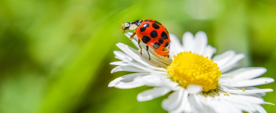 Marienkäfer im Garten: Nützlinge oder Schädlinge?