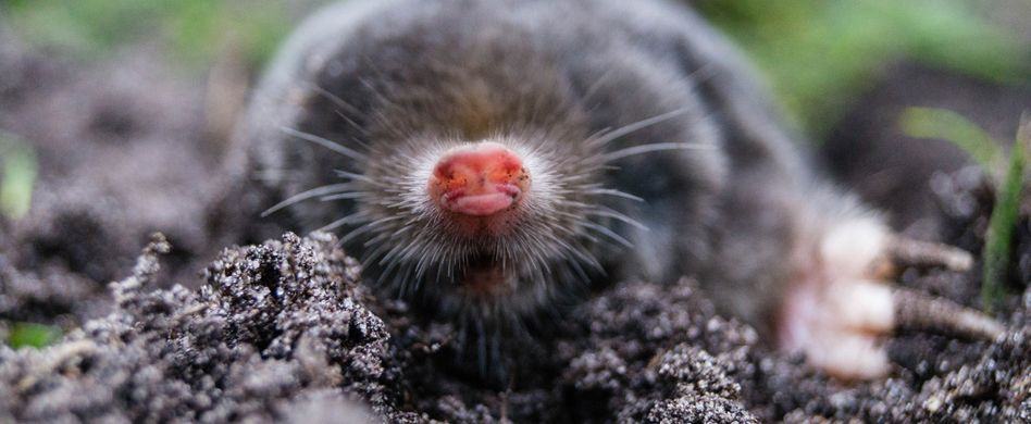 Maulwürfe bekämpfen