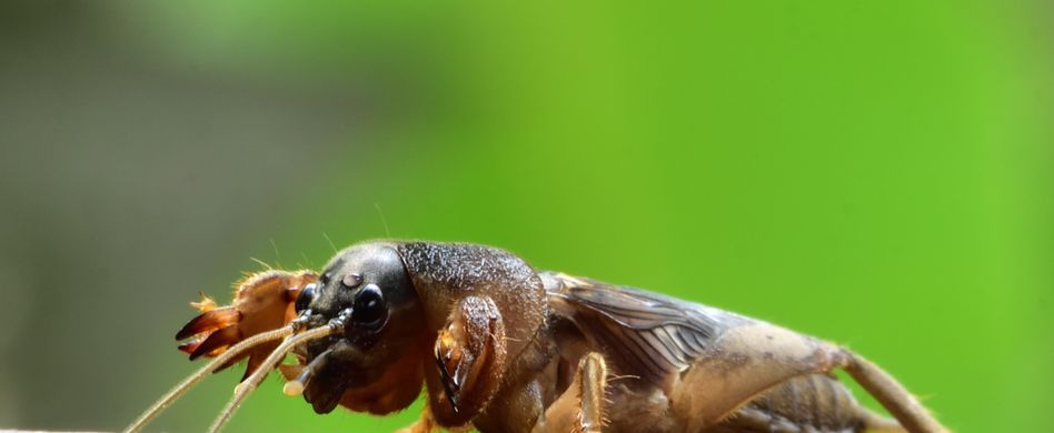 Maulwurfsgrillen loswerden - einfach und natürlich