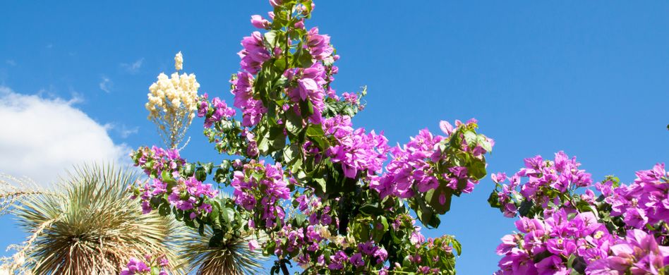 Mediterrane Pflanzen für den Garten: Südliches Flair mit diesen 5 Gewächsen