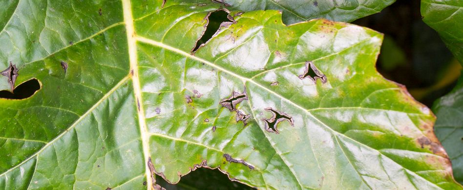 Mehltau bekämpfen: Diese Hausmittel helfen Ihren Pflanzen