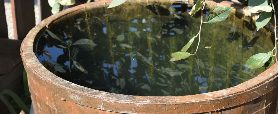 Miniteich für Balkon oder Terrasse: Coole Deko im Fass oder Eimer