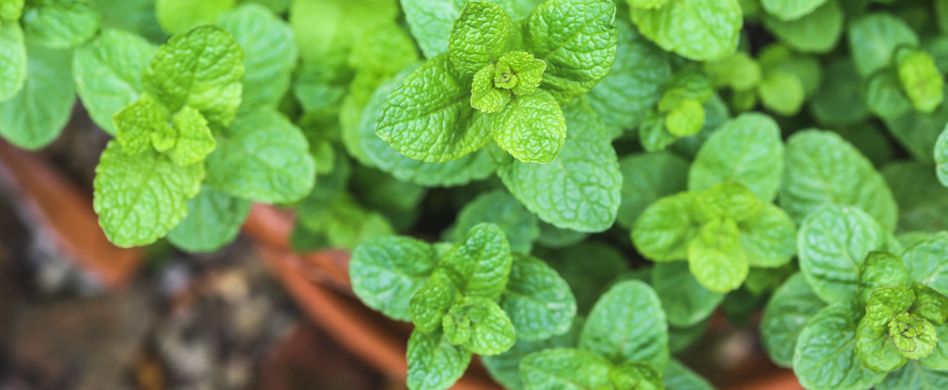 Minze: Pflanzen und Wurzelsperre anlegen leicht gemacht