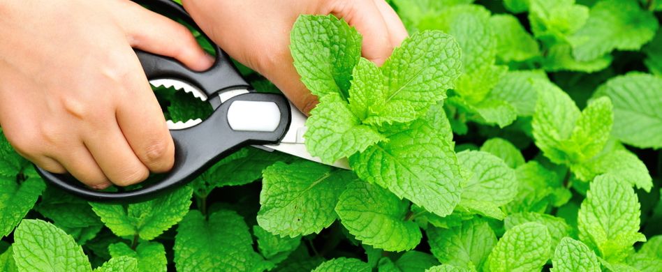 Minze schneiden und trocknen: Tipps zum würzigen Kraut