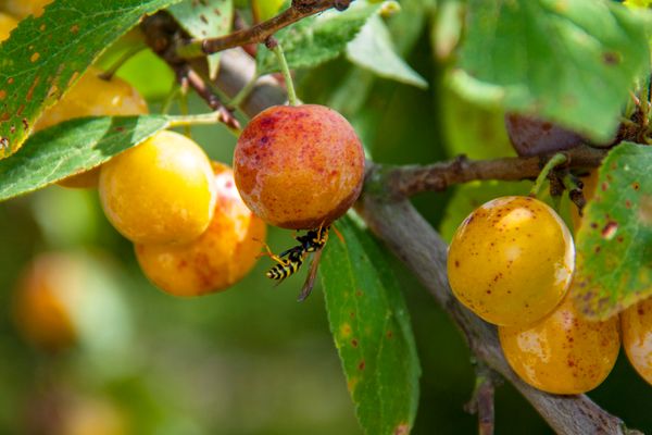 mirabellen-alles-zur-gelben-zwetschge-bild-1