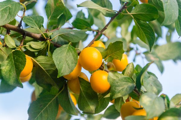 mirabellen-alles-zur-gelben-zwetschge-bild-2