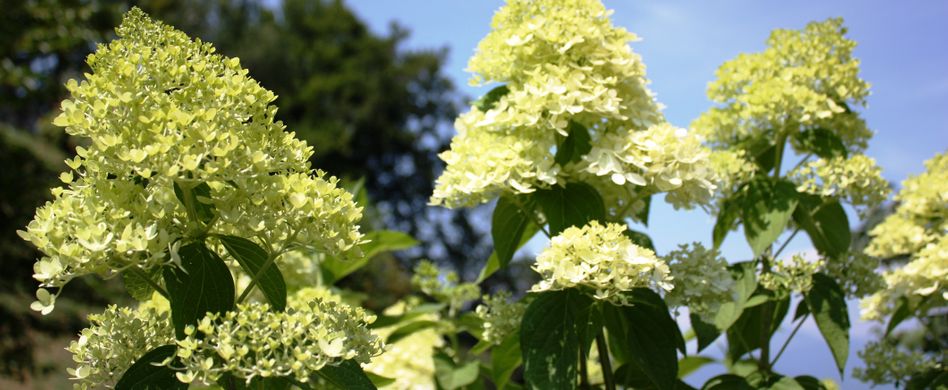 Mit diesen Sträuchern kommt keine trübe Herbst-Stimmung auf