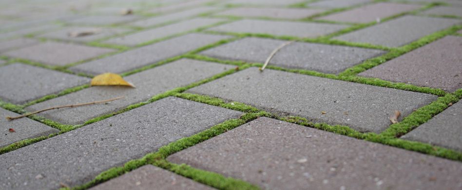 Moos entfernen: 6 Tipps gegen das lästige Grün