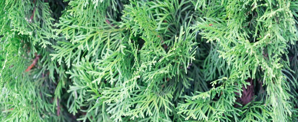 Nadelhecke - die immergrüne Variante