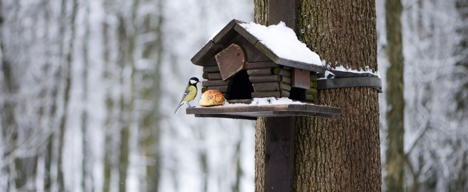 Nistkasten aufhängen: Ein kuscheliger Platz für Vögel