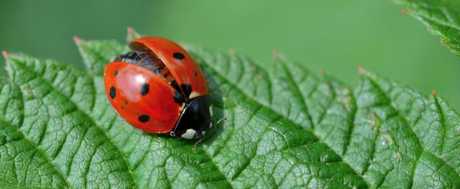Nützlinge im Garten einsetzen: So geht natürlicher Pflanzenschutz