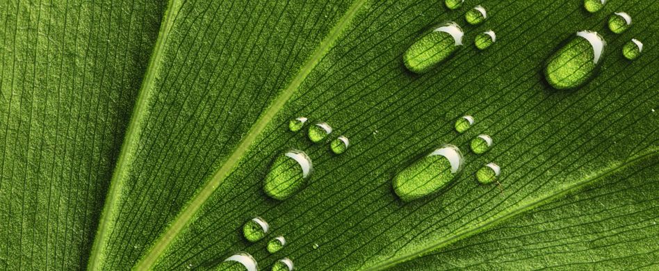 Ökologischer Fußabdruck: Was ist das und wie berechnet er sich?