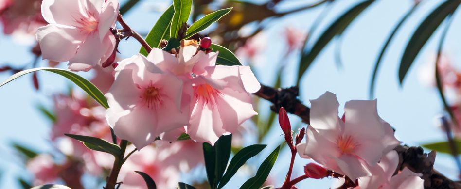 Oleander hat gelbe Blätter: Ursachen und Maßnahmen