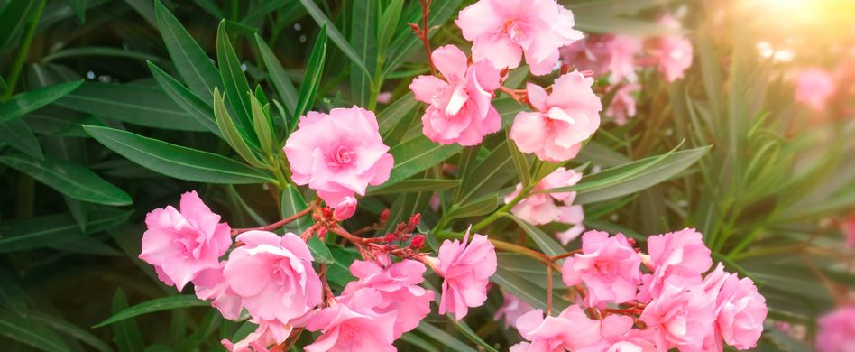 Oleander vermehren: Anleitung für verschiedene Methoden