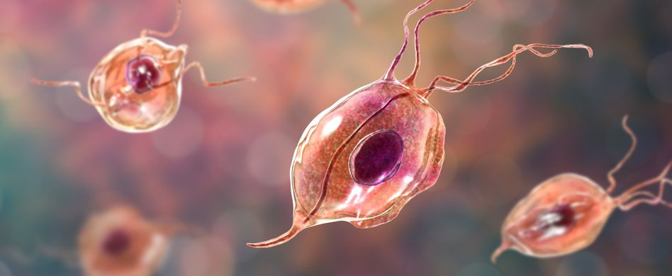 Parasiten beim Menschen: Was krabbelt, pikst und beißt denn da?