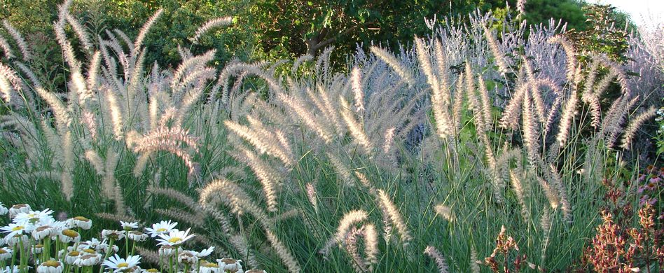 Perfekte Begleiter für Spätblüher: Winterharte Gräser