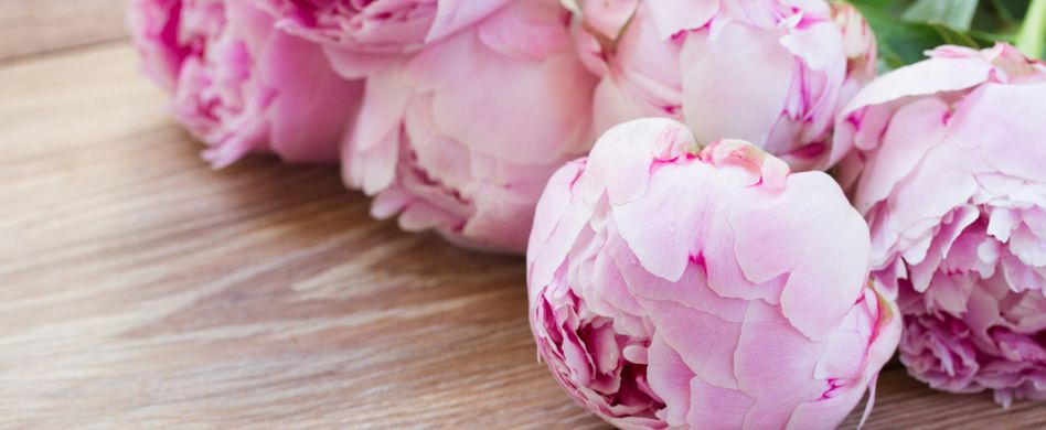 Pfingstrosen pflegen: So gedeihen die Pflanzen das ganze Jahr über