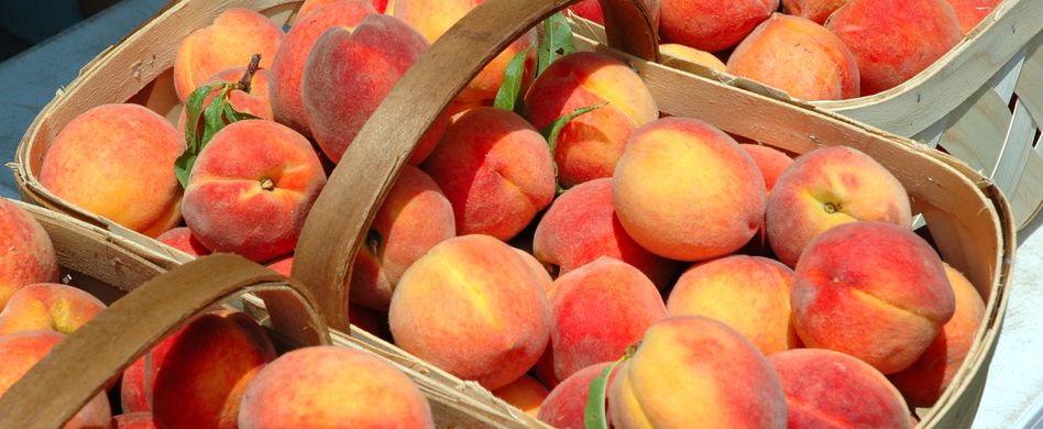 Pfirsiche ernten und richtig lagern