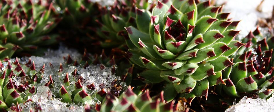 Pflanzen winterfest machen: Darauf sollten Sie achten