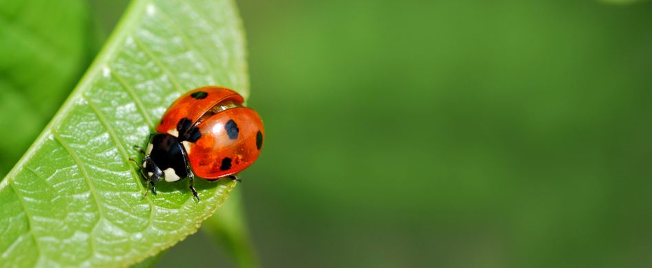 Pflanzenschutz: 5 umweltschonende Maßnahmen für Ihren Garten