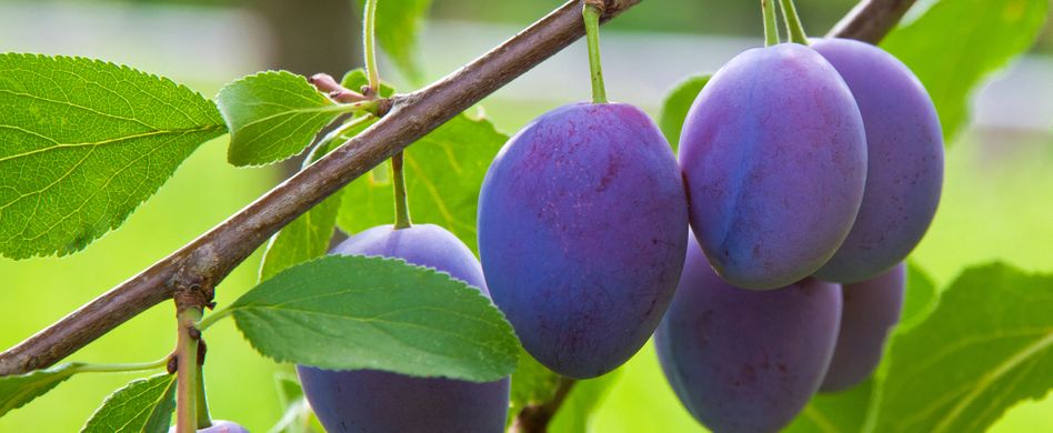 pflaume an baum