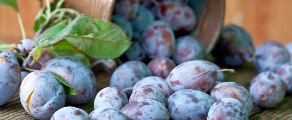 Pflaumen und Zwetschgen: Was ist der Unterschied?