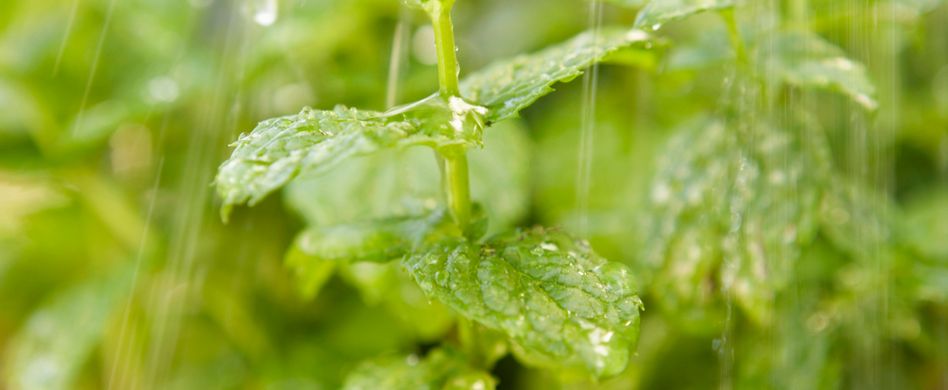 Pflege des Kräutergartens