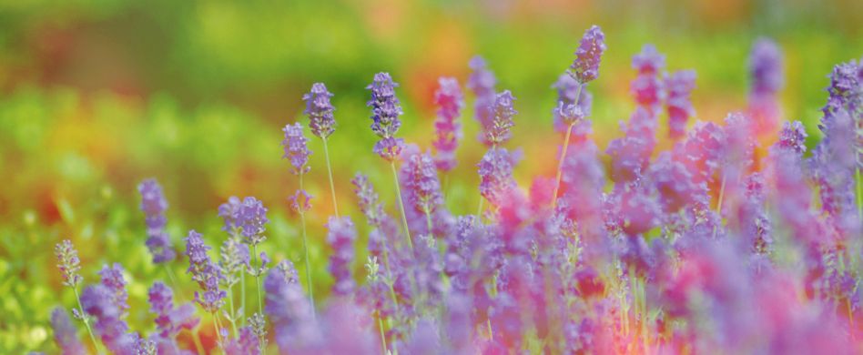Pflegeleichte Pflanzen: 7 Hingucker im Garten