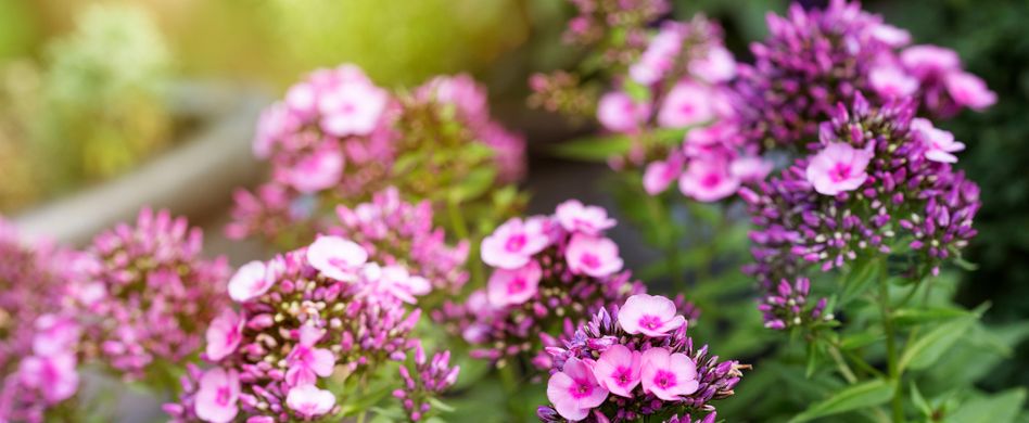Phlox schneiden: 4 Tipps, um die Flammenblumen in Form zu bringen