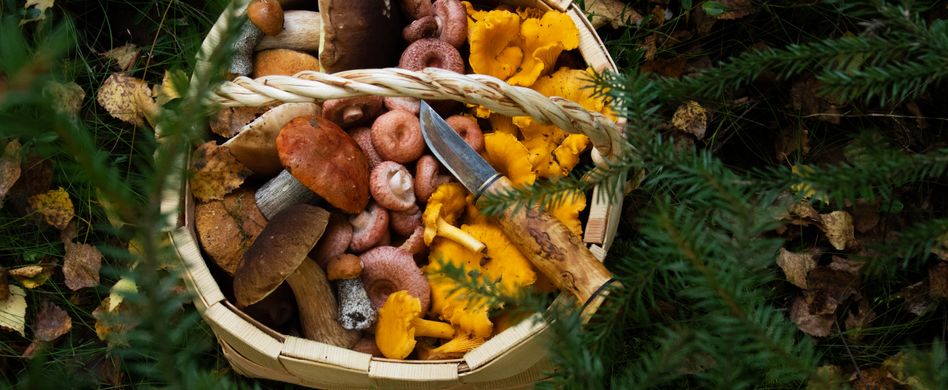 Pilze sammeln im Herbst: Darauf sollten Sie achten
