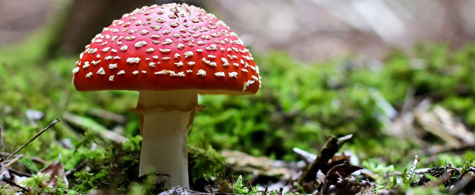 Pilzvergiftung: Symptome und Erste Hilfe im Notfall