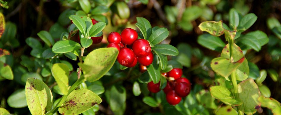 Preiselbeeren pflanzen: Der richtige Zeitpunkt, Standort und Anbau