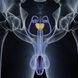 Prostatakrebs: 10 Fragen zum bösartigen Tumor der Vorsteherdrüse