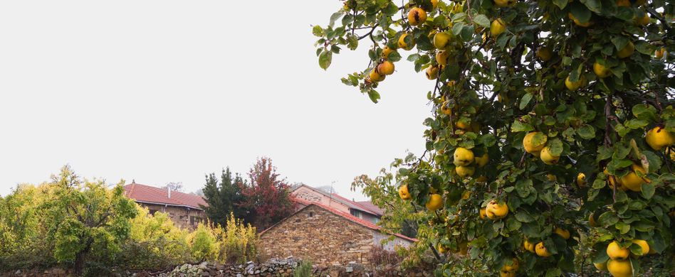 Quittenanbau: So bauen Sie Quitten richtig an