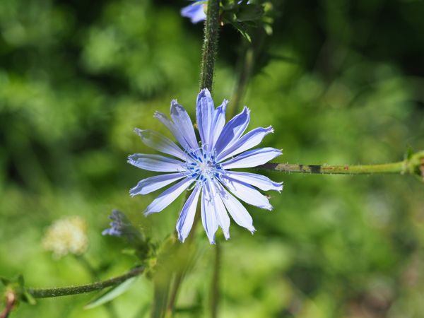 radicchio-alles-zur-italienischen-kulturpflanze-bild-1